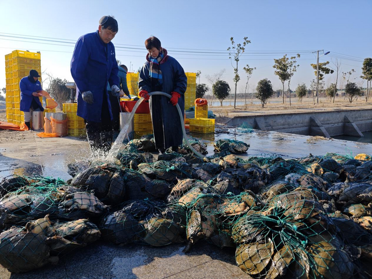 蚌埠市五河縣頭鋪鎮：甲魚養殖獲豐收  拓寬群眾“致富路”_fororder_圖片1