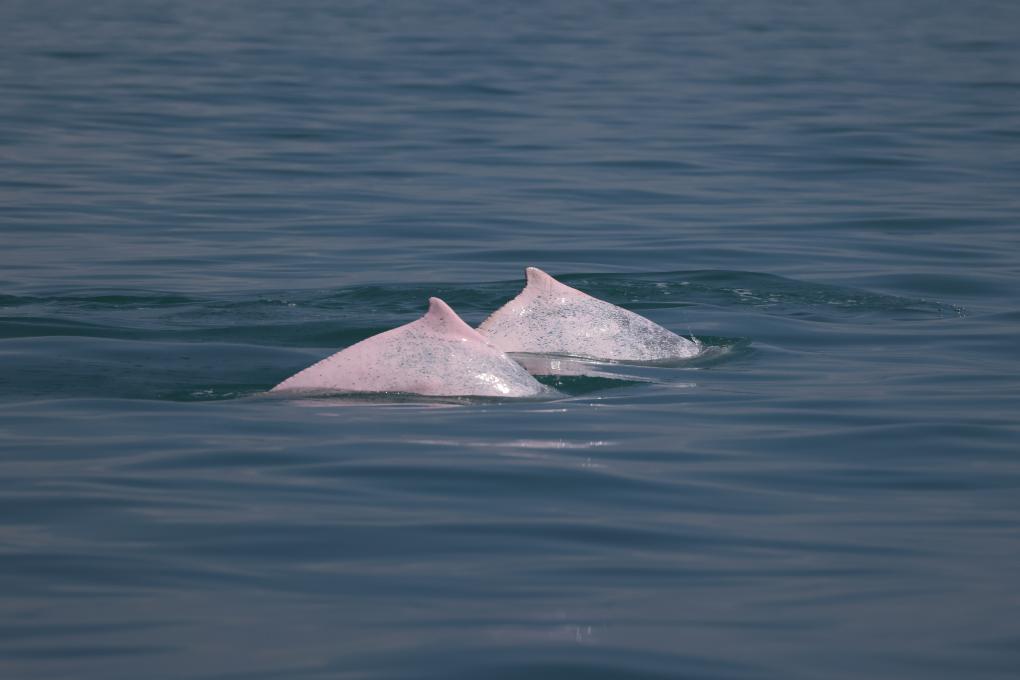 科研人員在海南島西南海域目擊到中華白海豚_fororder_2024012243cc7a5c69c8423fa1a6abf73318fd29_6e67881b5bcd4c9a8e901a75da7b56b0