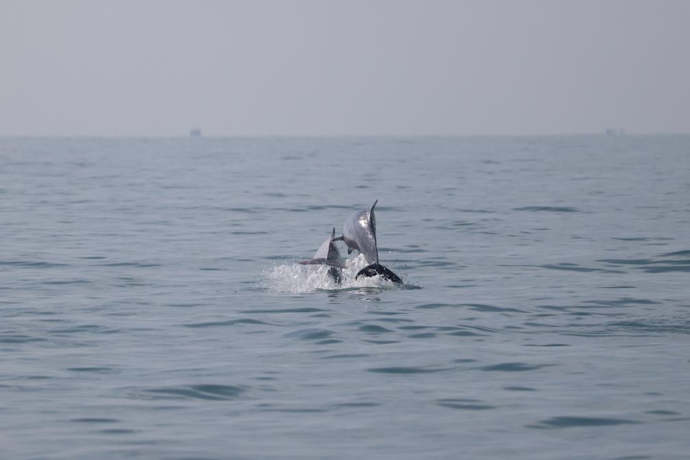 科研人員在海南島西南海域目擊到中華白海豚_fororder_2024012243cc7a5c69c8423fa1a6abf73318fd29_e5232e6ac8974899954d2b1ac1c6567e