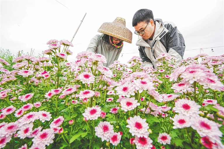 三亞利用技術、氣候優勢繁育溫帶花卉 助力“美麗經濟”_fororder_6235277_hnrbtp3_1706197392348_s