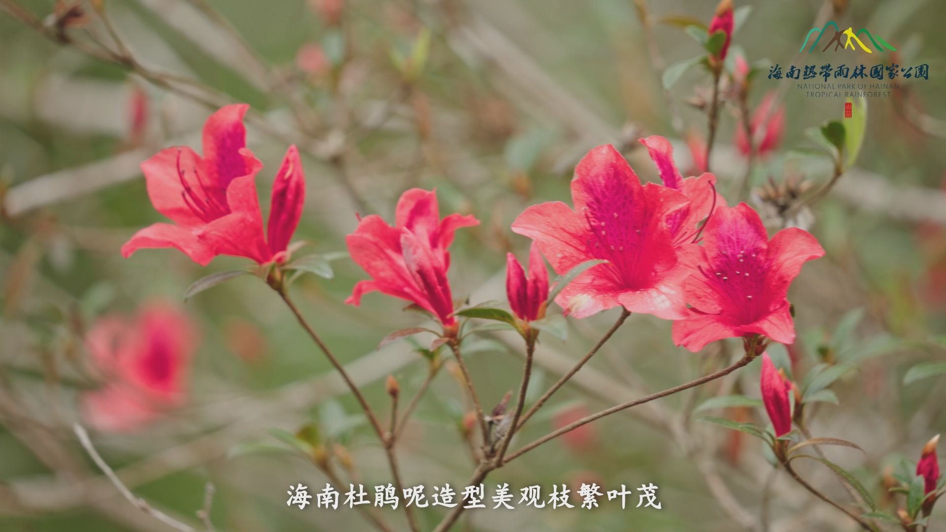 雨林秘境 | 既能上山又能下河的海南杜鵑