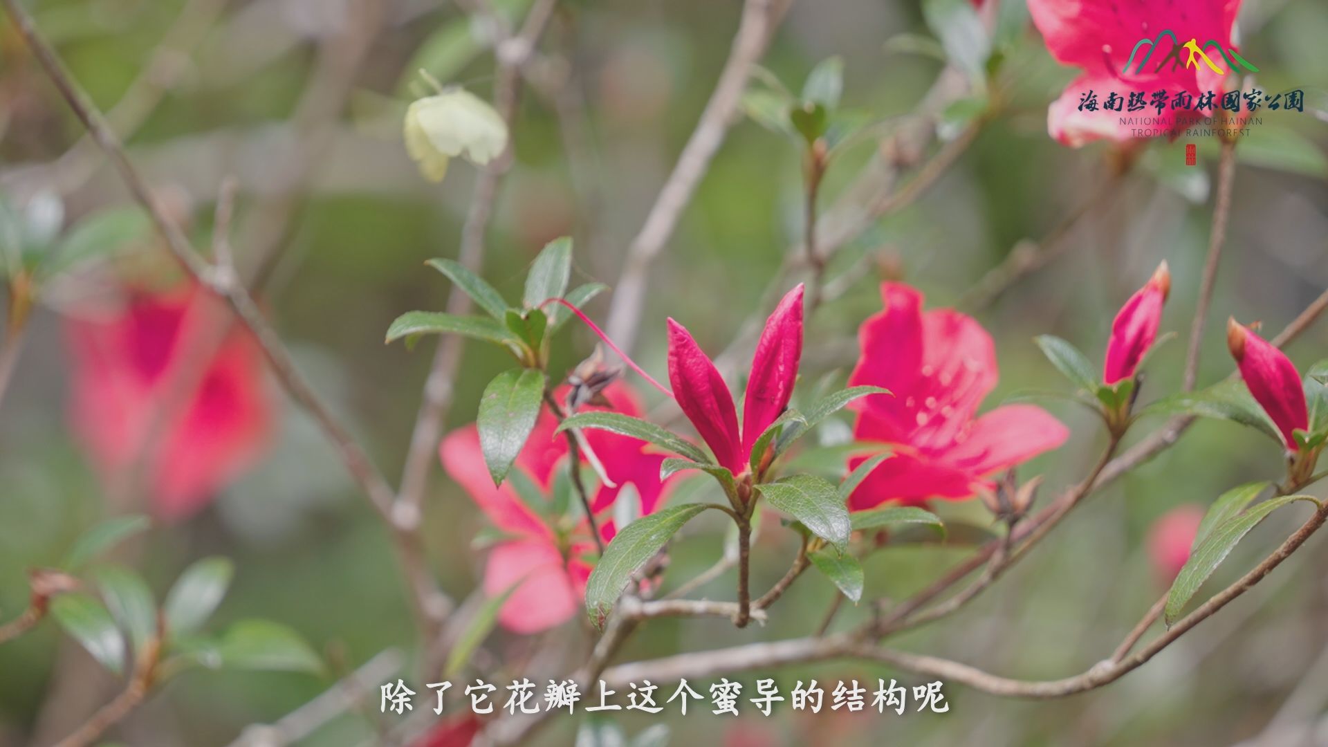 雨林秘境 | 既能上山又能下河的海南杜鵑