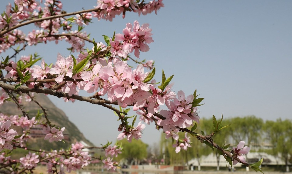 甘肅天水甘谷：花開似錦春意濃 踏青賞花正當時