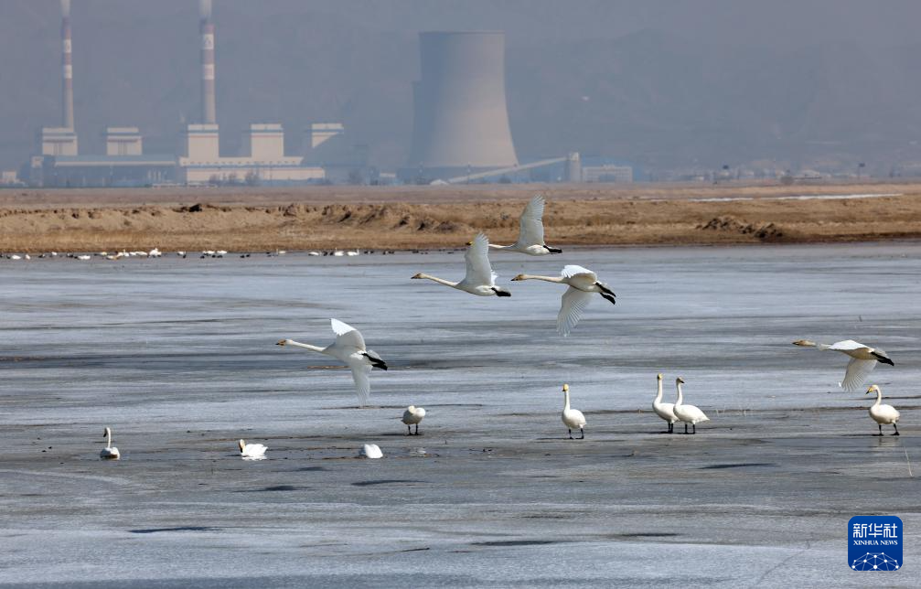 黃河北端鳥翩躚