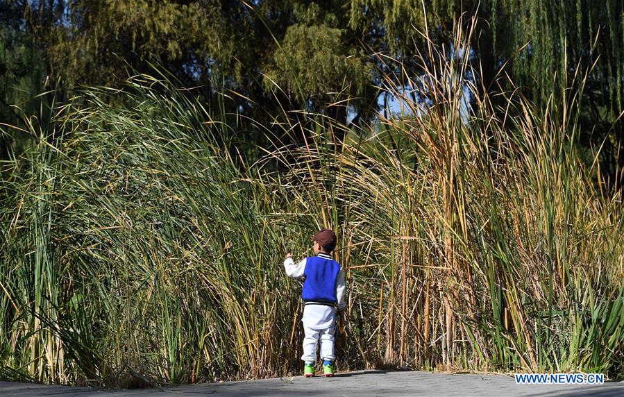 Nature observation festival held in Beijing