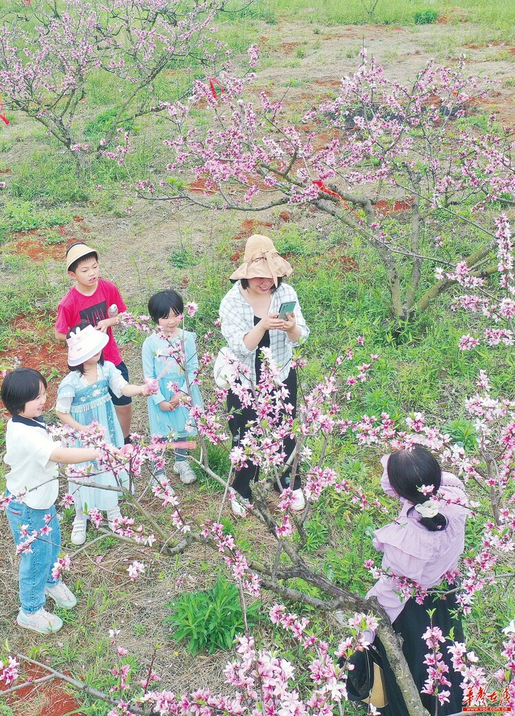 三湘花開迎客來