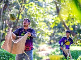 從泰國果園到中國市場 一顆榴蓮的“北上之旅”