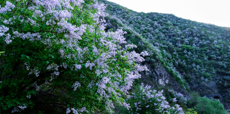 【丁香花開 “香”約清水】清水丁香的魅力法則_fororder_3