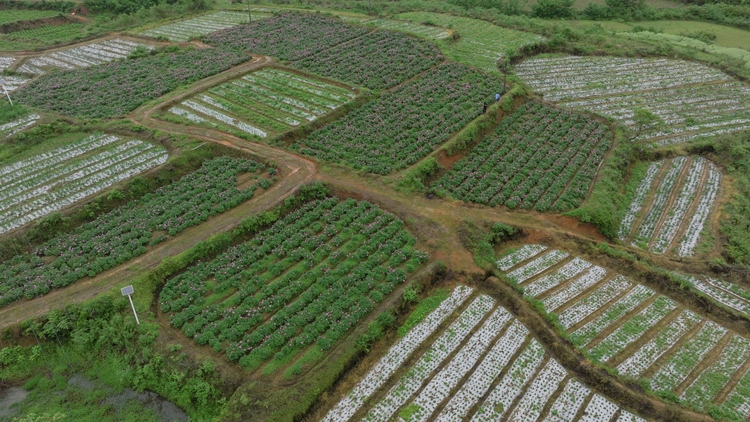 湖南新邵：中藥材規模化種植打造鄉村振興新引擎