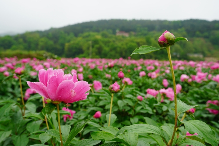 湖南新邵：中藥材規模化種植打造鄉村振興新引擎_fororder_微信圖片_20240425105543