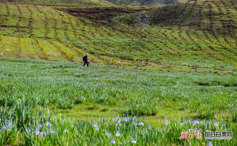 滿目青綠微風漾 馬蘭花開十里香 甘肅白銀景泰寺灘草原等你來打卡_fororder_10