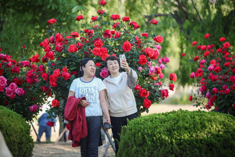 제34회 라이저우 월계화 축제 개막_fororder_圖片2