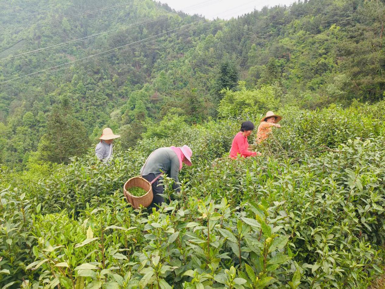 黃山市徽州區：龍頭企業帶動鄉村産業  綠色葉子致富山區群眾_fororder_圖片3