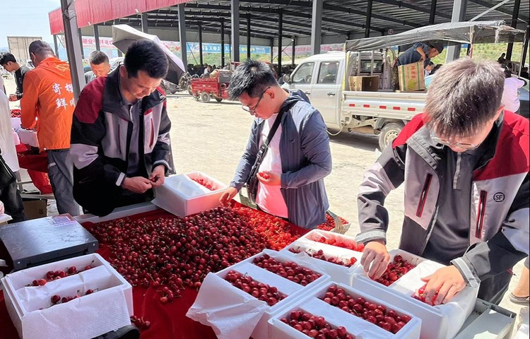 【原創】天水秦州大櫻桃新鮮上市 熱銷全國_fororder_1