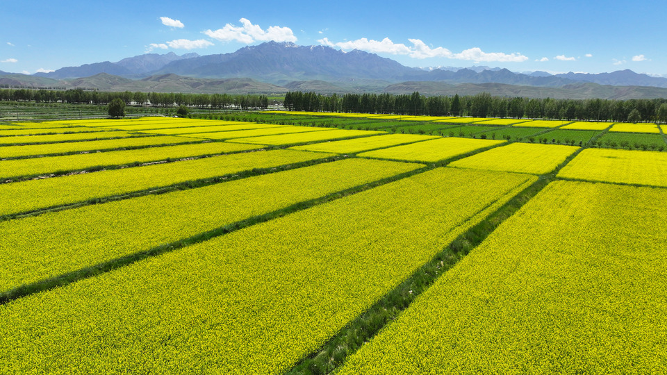 【原創】甘肅張掖民樂：夏日慢時光 油菜花競開_fororder_DJI_20240624152028_0386_D.JPG