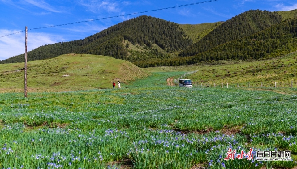 滿目青綠微風漾 馬蘭花開十里香 甘肅白銀景泰寺灘草原等你來打卡_fororder_7