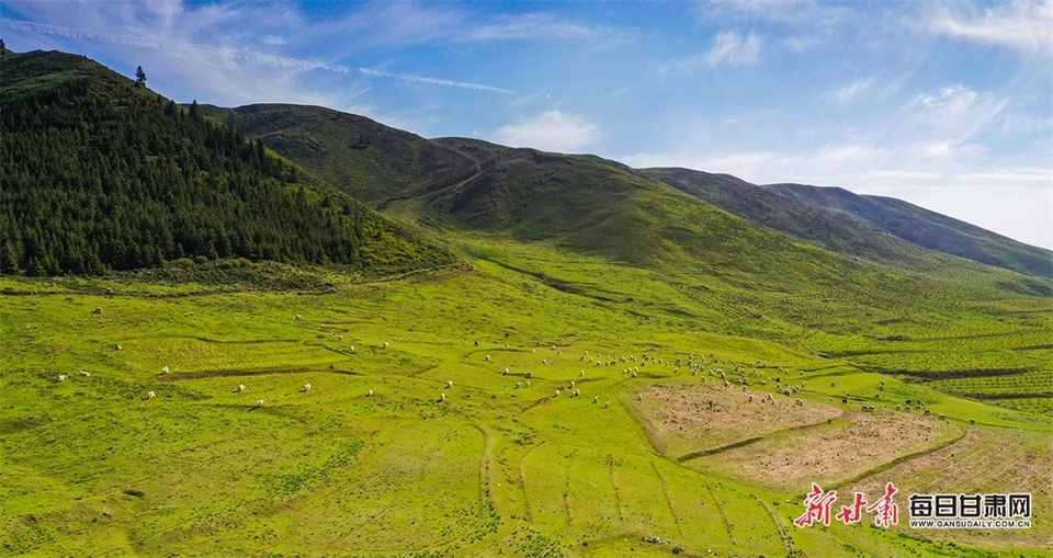 滿目青綠微風漾 馬蘭花開十里香 甘肅白銀景泰寺灘草原等你來打卡_fororder_2