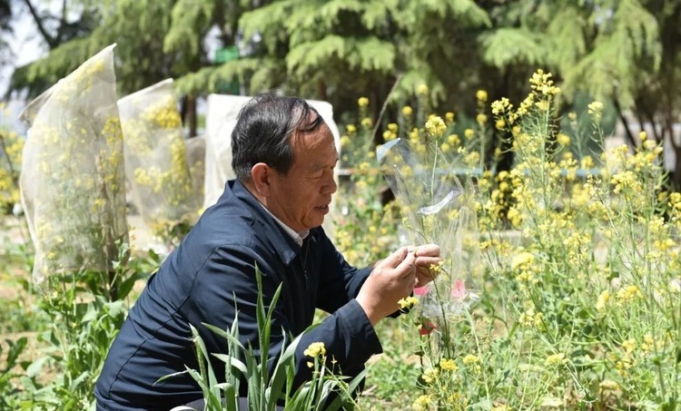 【原創】孫萬倉：讓冬油菜跨越北緯35°的生長界限