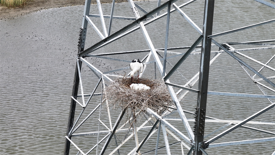 Liaoning Panjin: 'Ecological Operation and Inspection' of Power Grid Protects Rare Birds_fororder_圖片5