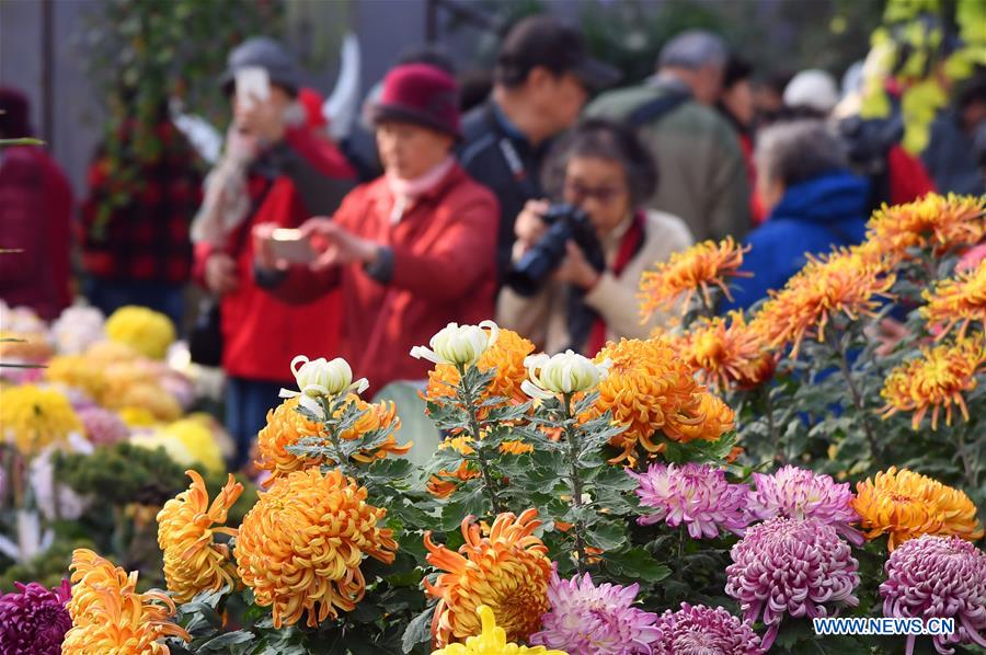 11th cultural festival of chrysanthemum held in Beijing