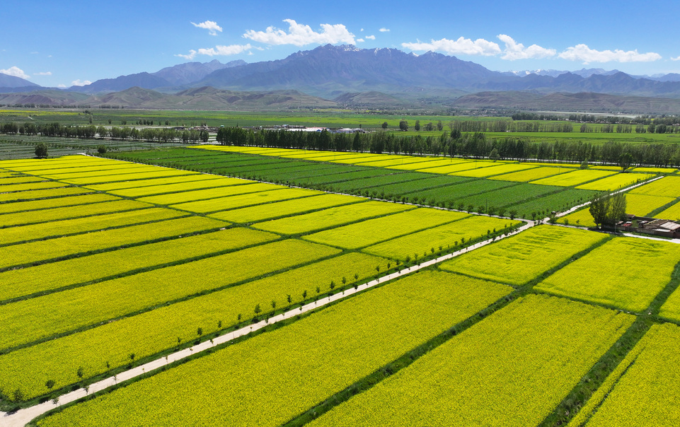 【原創】甘肅張掖民樂：夏日慢時光 油菜花競開_fororder_DJI_20240624152152_0389_D.JPG