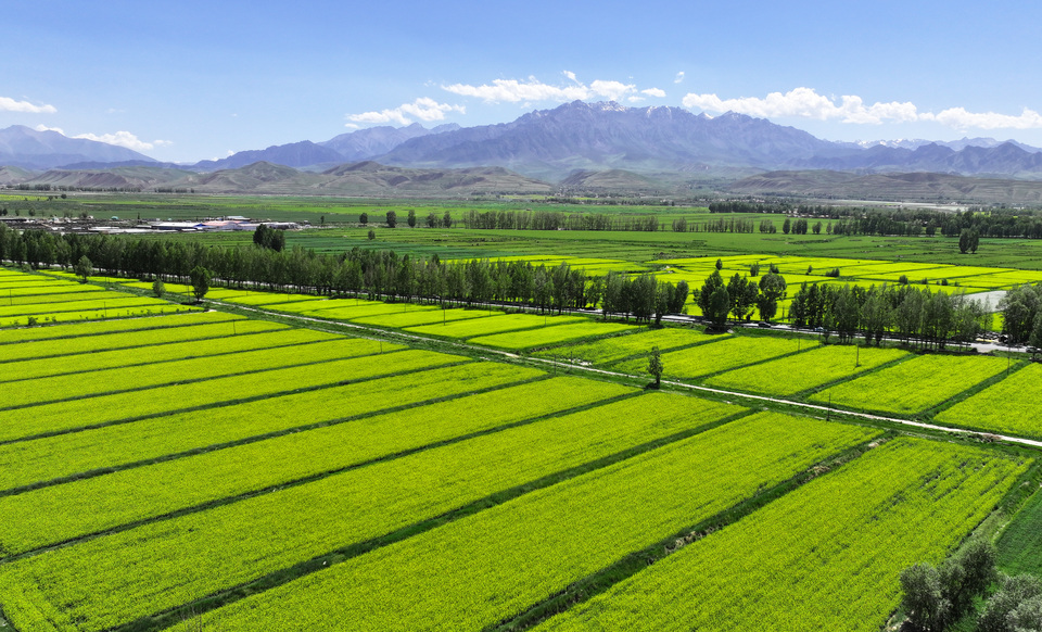 【原創】甘肅張掖民樂：夏日慢時光 油菜花競開_fororder_DJI_20240624152515_0392_D.JPG