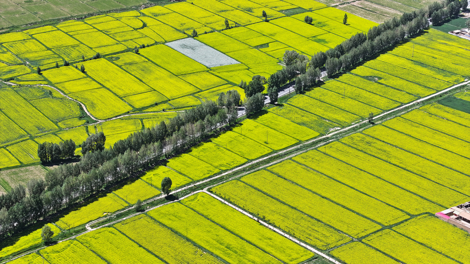 【原創】甘肅張掖民樂：夏日慢時光 油菜花競開_fororder_DJI_20240624145415_0330_D.JPG