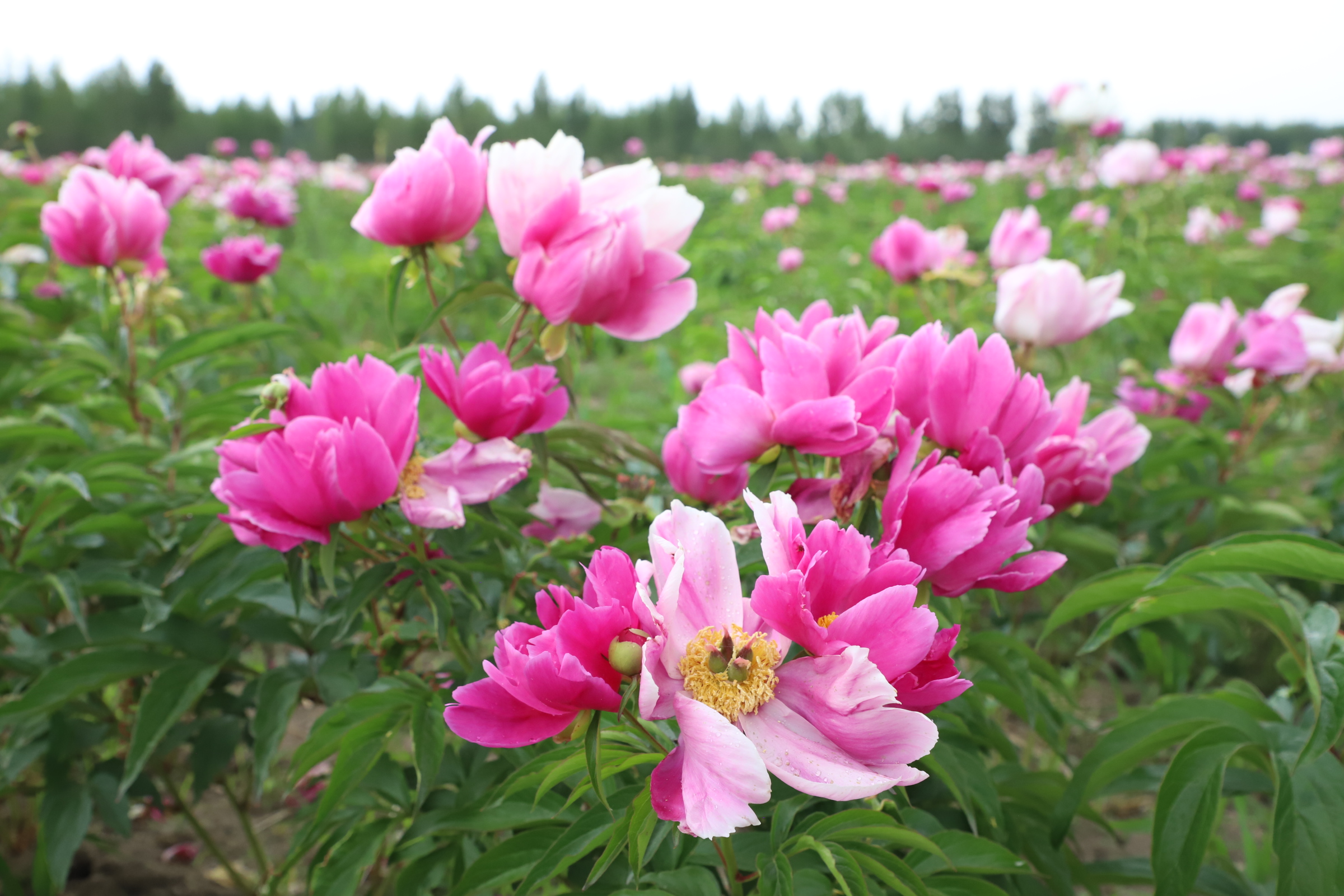 暢遊花園突泉 邂逅浪漫之美