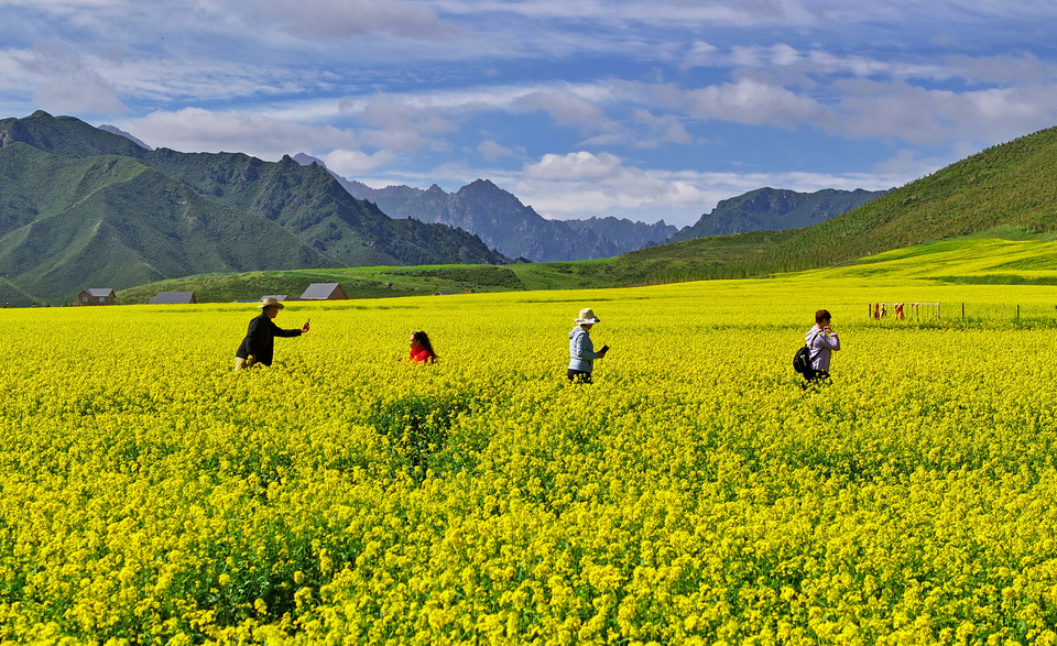 【大美甘肅】甘肅張掖民樂：扁都口油菜花海迎客來_fororder_DJI_20240715100719_0290_D.JPG