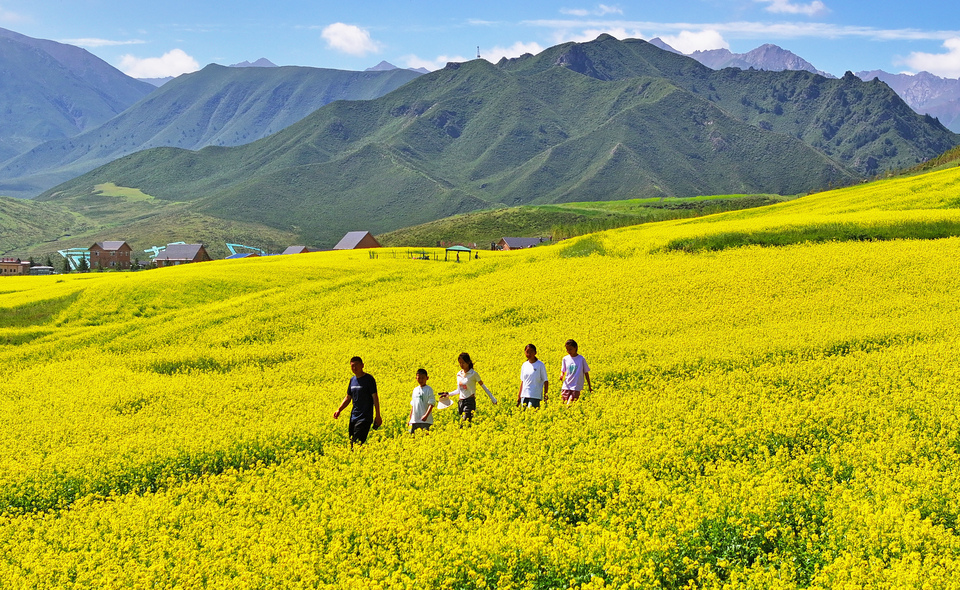 【大美甘肅】甘肅張掖民樂：扁都口油菜花海迎客來_fororder_DJI_20240715105445_0364_D.JPG