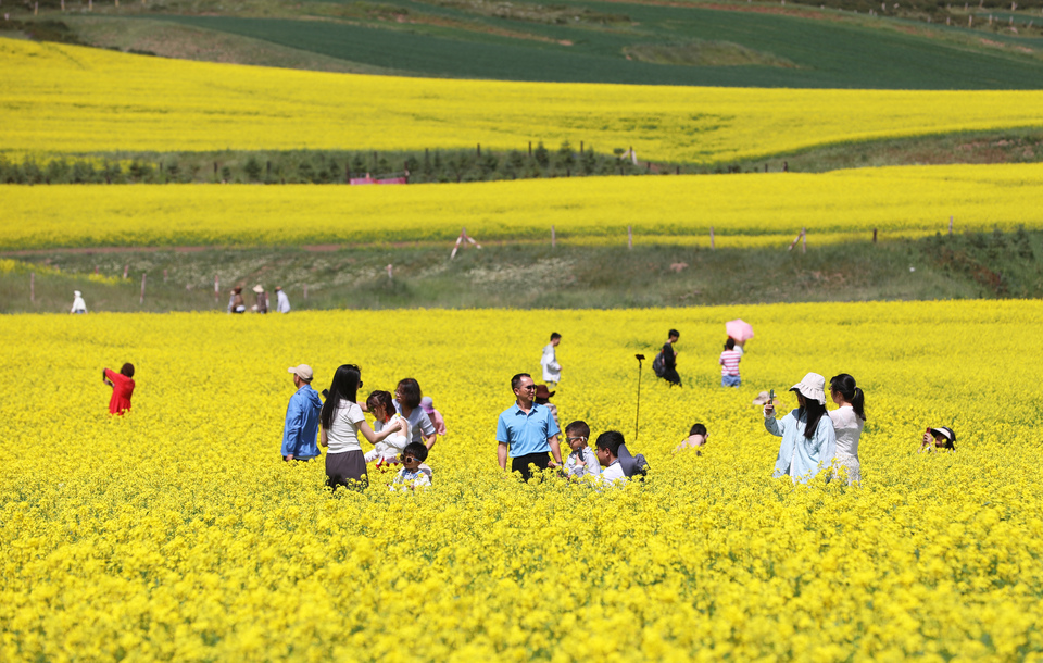 【大美甘肅】甘肅張掖民樂：扁都口油菜花海迎客來_fororder_E67A0243.JPG