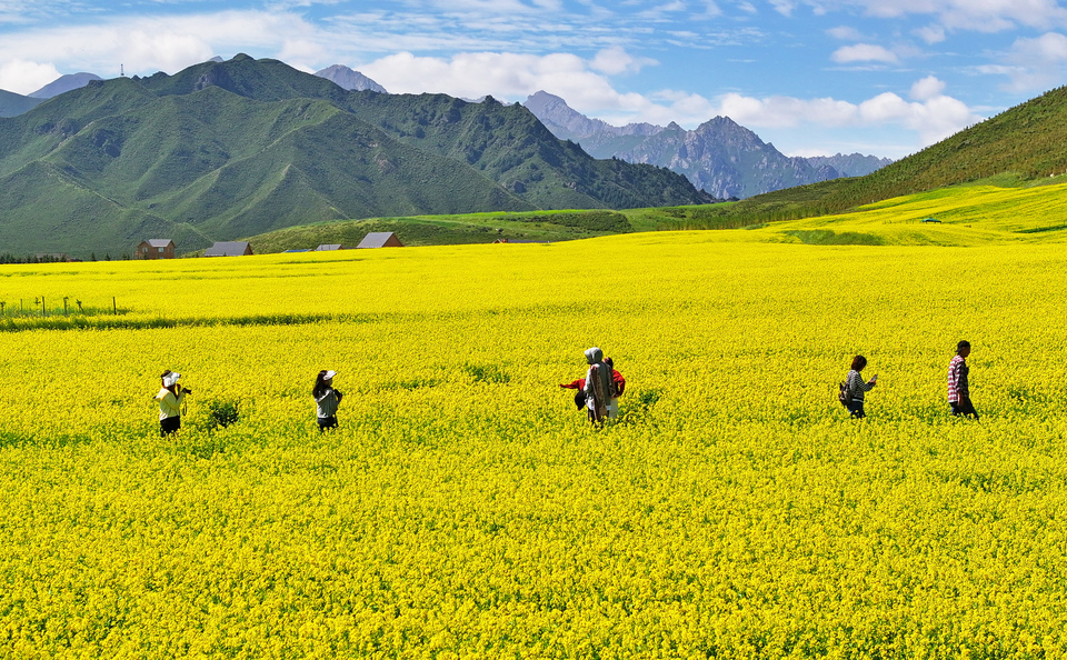 【大美甘肅】甘肅張掖民樂：扁都口油菜花海迎客來_fororder_DJI_20240715101706_0316_D.JPG