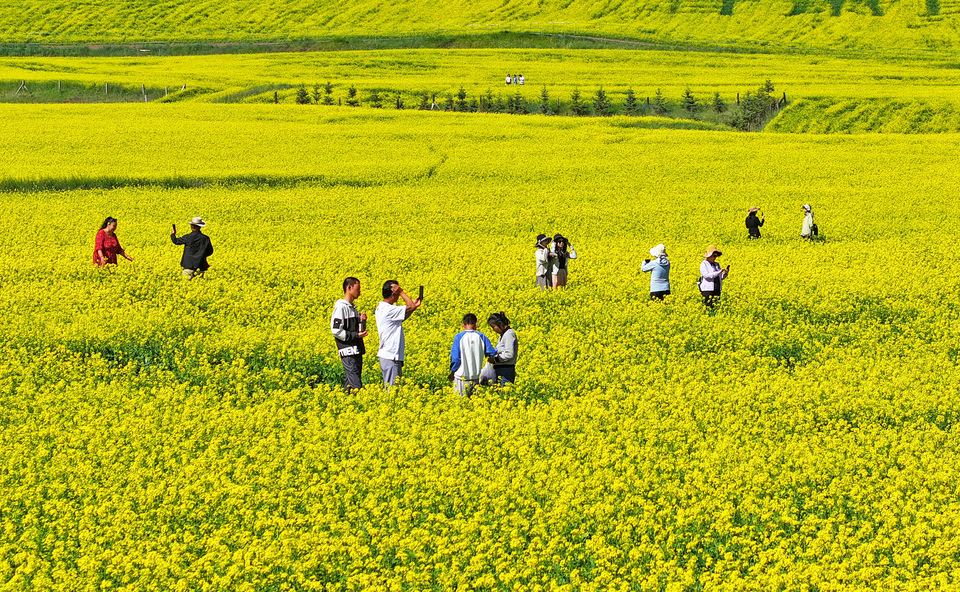 【大美甘肅】甘肅張掖民樂：扁都口油菜花海迎客來_fororder_DJI_20240715101338_0302_D.JPG