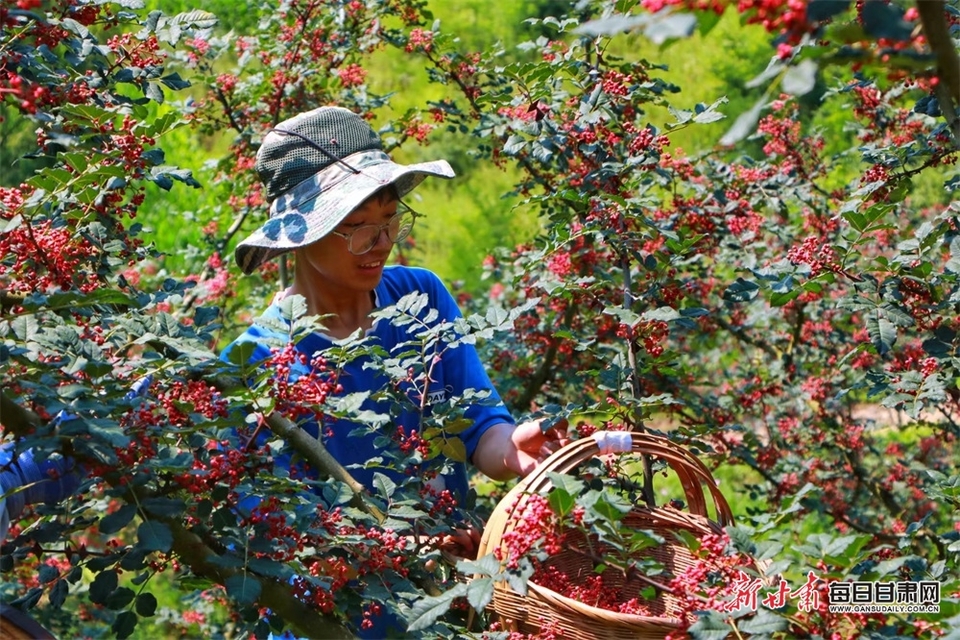 【輪播圖】甘肅兩當花椒産業繪就鄉村振興新畫卷_fororder_4