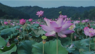 The lotus flowers in Chongren burst into bloom, inviting you to enjoy them