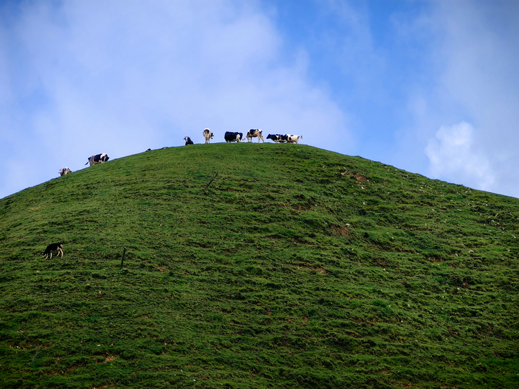 風吹青草香 悠然見南山——寫在第三屆邵陽旅遊發展大會召開之時