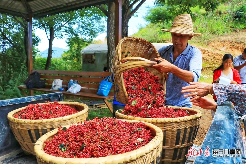 【輪播圖】甘肅兩當花椒産業繪就鄉村振興新畫卷_fororder_5