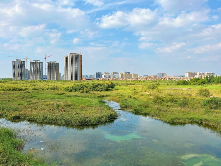 【了不起的甘肅】蘭州新區秦王川國家濕地公園：繪就人與自然和諧共生的美麗畫卷_fororder_1