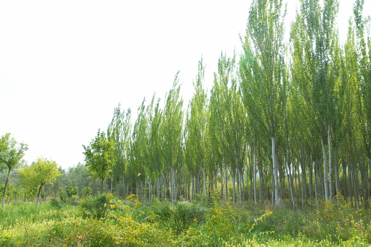 【了不起的甘肅】蘭州新區秦王川國家濕地公園：繪就人與自然和諧共生的美麗畫卷_fororder_6