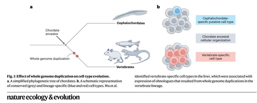 Professors Liu Chang and Qu Kai Published Significant Findings on Origins of Liver Function in 'Nature: Ecology & Evolution'_fororder_3