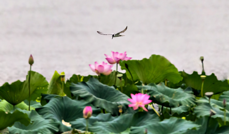 湖南邵陽天子湖濕地公園——碧水青山間的璀璨明珠_fororder_7