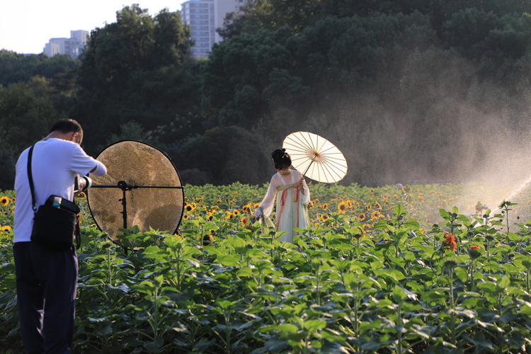 湖南省植物園10萬株向日葵喜迎國慶_fororder_3P8A0023.JPG