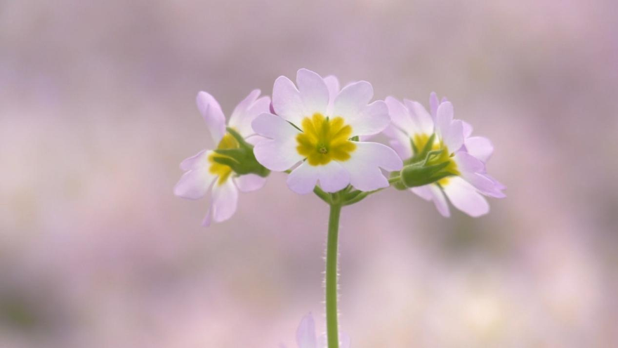 Successful Cultivation of the Endangered Qinling Primula filchnerae in Fuping County, Weinan, Shaanxi_fororder_圖片3