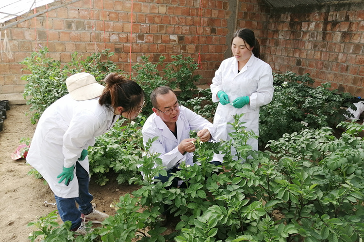 洋芋花開“豐”景來 助農增收迎“薯”光 ——記甘肅農業大學馬鈴薯遺傳改良與新品種選育團隊