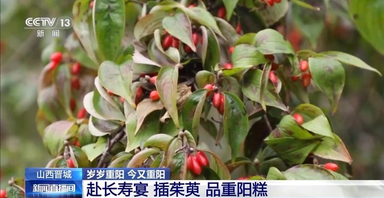 登高、吃重陽糕、插茱萸……他們這樣過重陽→