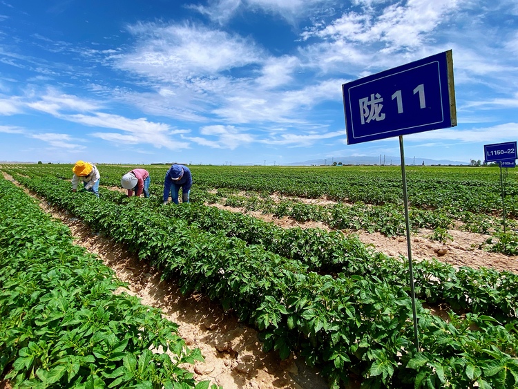 張掖山丹：科技賦能新“薯”光 “小土豆”亦能長成“大産業”