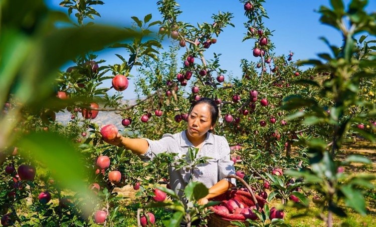 天水秦安： 61.37萬畝蘋果喜獲豐收 産銷兩旺