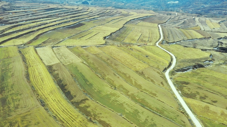 【原創】天水市清水縣：發力小麥良繁田管 築牢種業振興根基_fororder_6