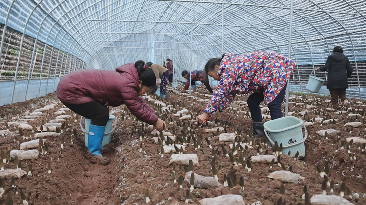 湖南衡陽縣羊肚菌搶“鮮”上市