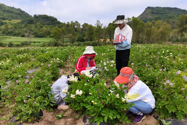 洋芋花開“豐”景來 助農增收迎“薯”光 ——記甘肅農業大學馬鈴薯遺傳改良與新品種選育團隊